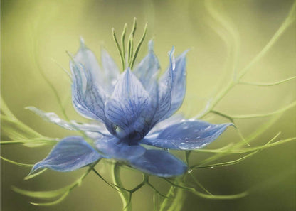 Nigella Canvas Print Wall Art 1X56246 - ART FEVER - Art Fever