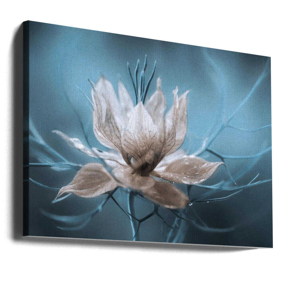 Nigella Floral Art Canvas Print Wall Art 1X631070 - ART FEVER - Art Fever