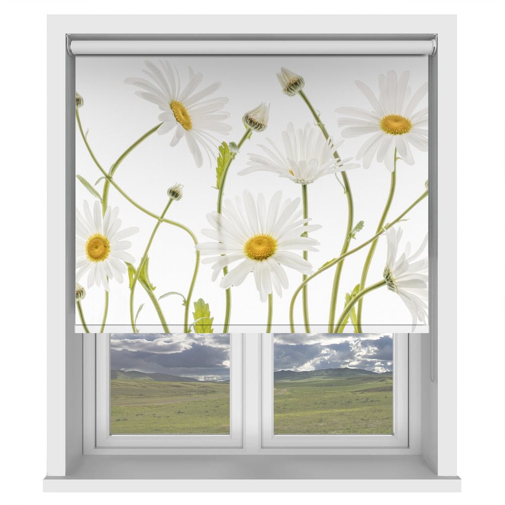 Ox eye Daisies Printed Picture Photo Roller Blind - 1X1144981 - Art Fever - Art Fever