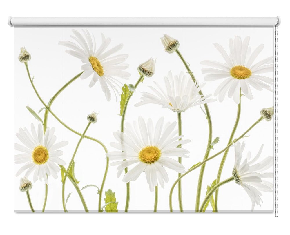 Ox eye Daisies Printed Picture Photo Roller Blind - 1X1144981 - Art Fever - Art Fever