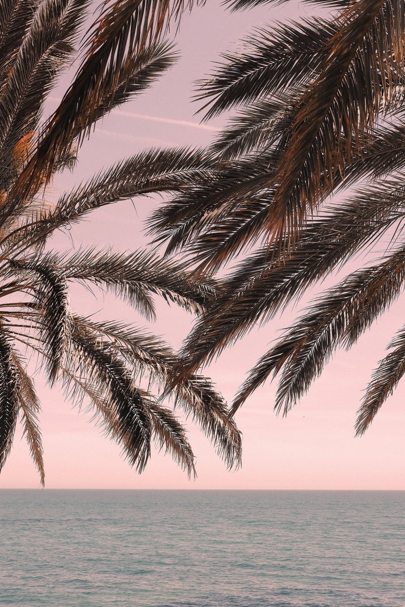 Palm Trees on the Beach Pink Sky Canvas Print Picture Wall Art - 1X2262138 - Art Fever - Art Fever
