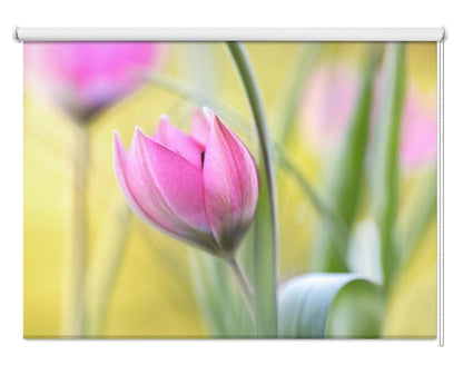 Pink Tulip Printed Picture Photo Roller Blind - 1X1689325 - Art Fever - Art Fever