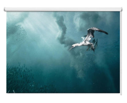plunge diver Printed Picture Photo Roller Blind - 1X44386 - Art Fever - Art Fever