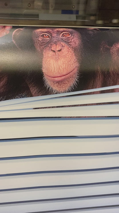 monkey peeking through the blind© Printed Picture Photo Roller Blind - RB225