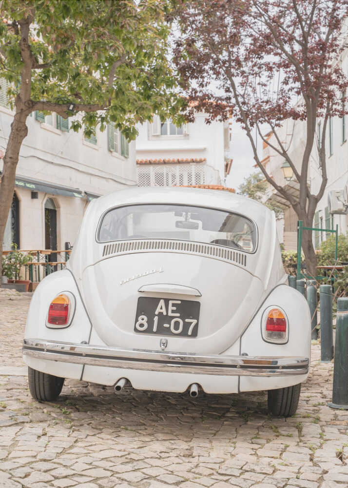 White Beetle on Cobblestone Canvas Print Wall Art 1X2711032