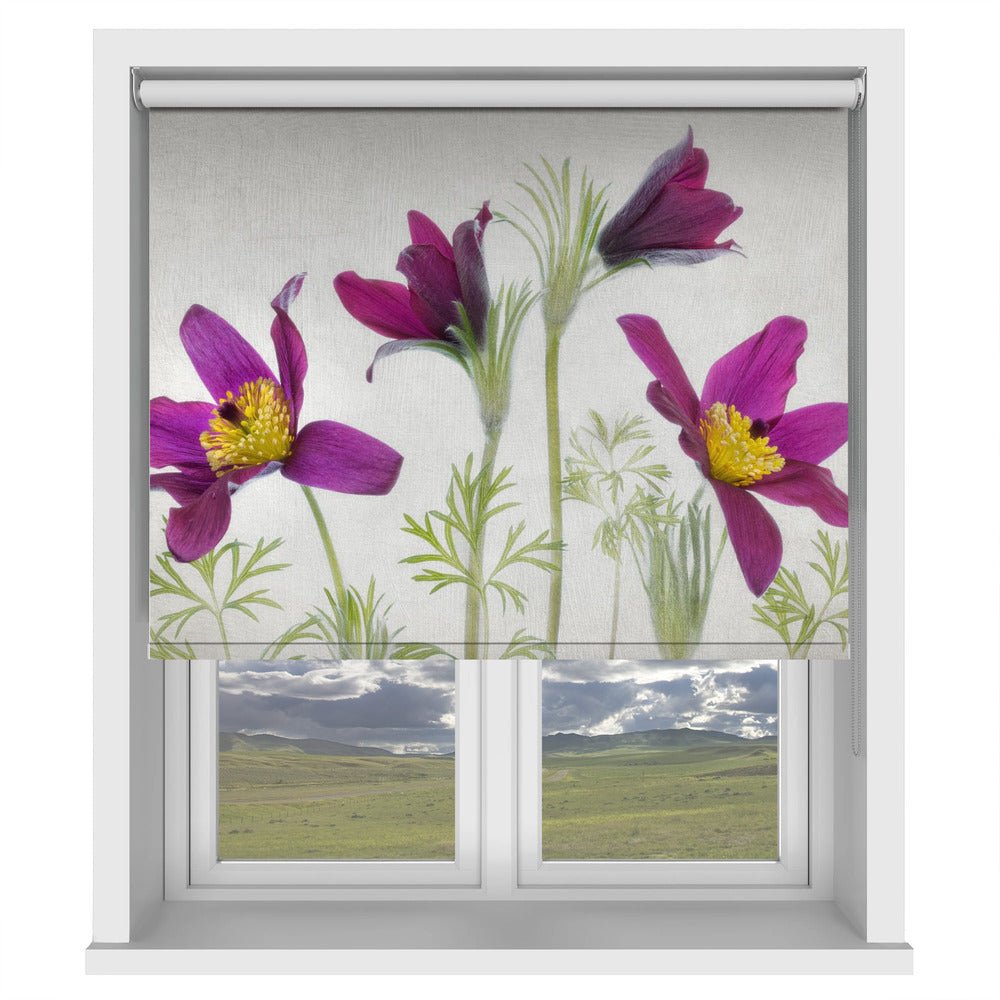 Pulsatilla Printed Picture Photo Roller Blind - 1X2050031 - Art Fever - Art Fever