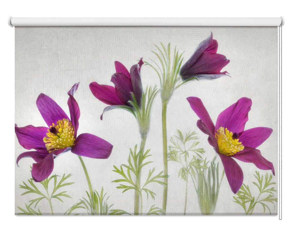 Pulsatilla Printed Picture Photo Roller Blind - 1X2050031 - Art Fever - Art Fever