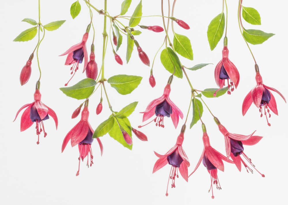 Red Fuchsia Floral Art Canvas Print Wall Art 1X1747986 - ART FEVER - Art Fever
