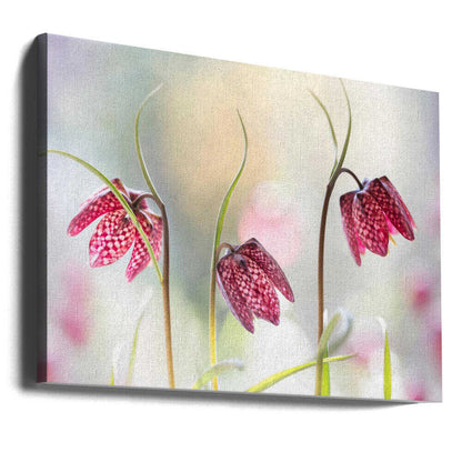 Snakes head Fritillary Chessboard Blooms Canvas Print Wall Art 1X1317043 - ART FEVER - Art Fever
