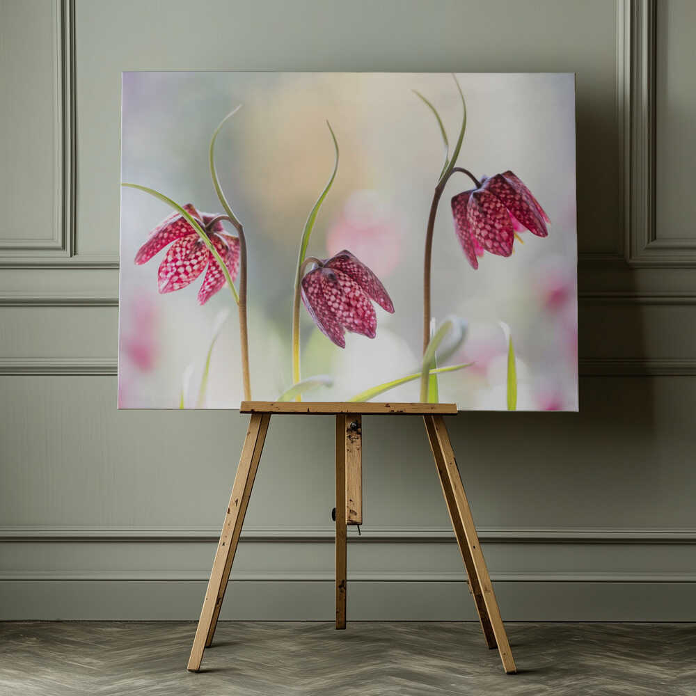 Snakes head Fritillary Chessboard Blooms Canvas Print Wall Art 1X1317043 - ART FEVER - Art Fever