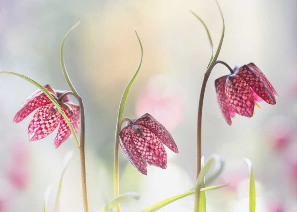 Snakes head Fritillary Chessboard Blooms Canvas Print Wall Art 1X1317043 - ART FEVER - Art Fever