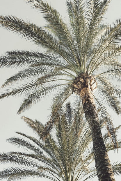 Summer Palm Trees Canvas Print Picture Wall Art - 1X2192466 - Art Fever - Art Fever