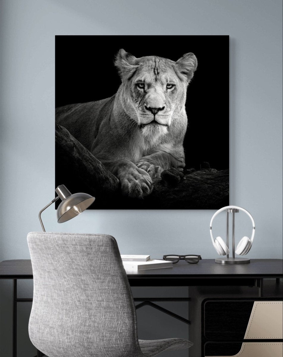 The Lioness Black & White Animal Photography Canvas Print Picture Wall Art - 1X2795806 - Art Fever - Art Fever