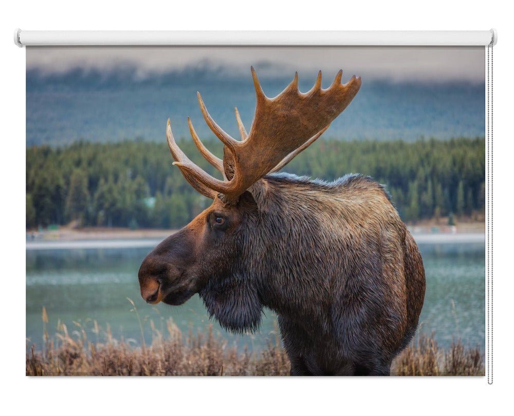 The Moose Printed Picture Photo Roller Blind - 1X2052090 - Art Fever - Art Fever