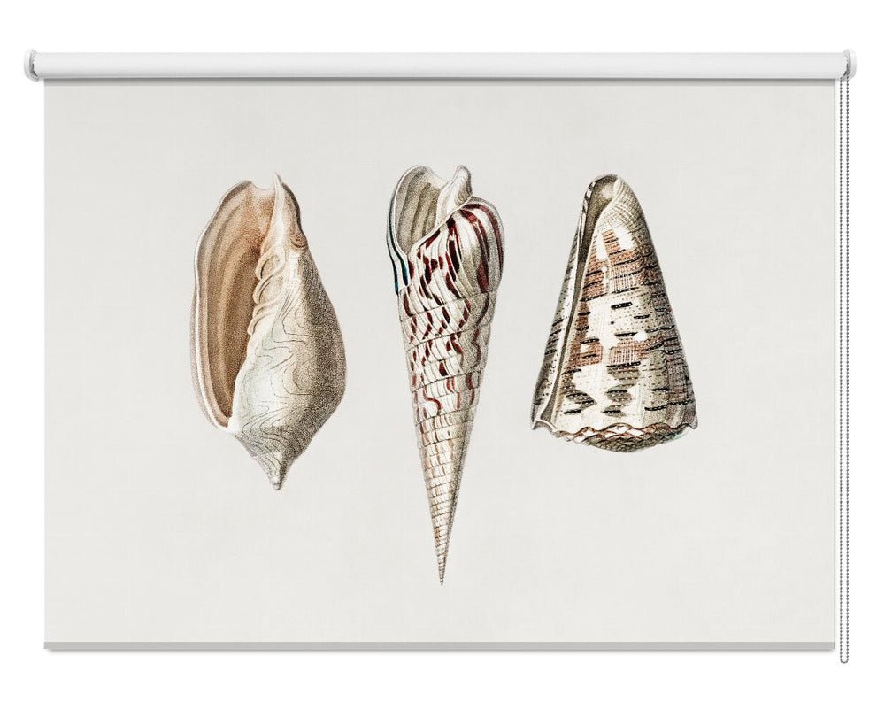 Three Mollusks Crop Printed Picture Photo Roller Blind - 1X2664331 - Art Fever - Art Fever