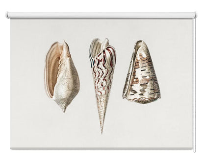 Three Mollusks Crop Printed Picture Photo Roller Blind - 1X2664331 - Art Fever - Art Fever