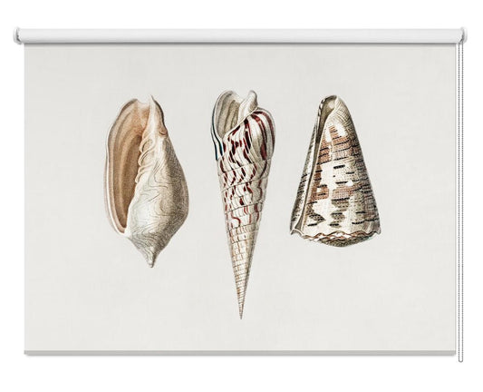 Three Mollusks Crop Printed Picture Photo Roller Blind - 1X2664331 - Art Fever - Art Fever