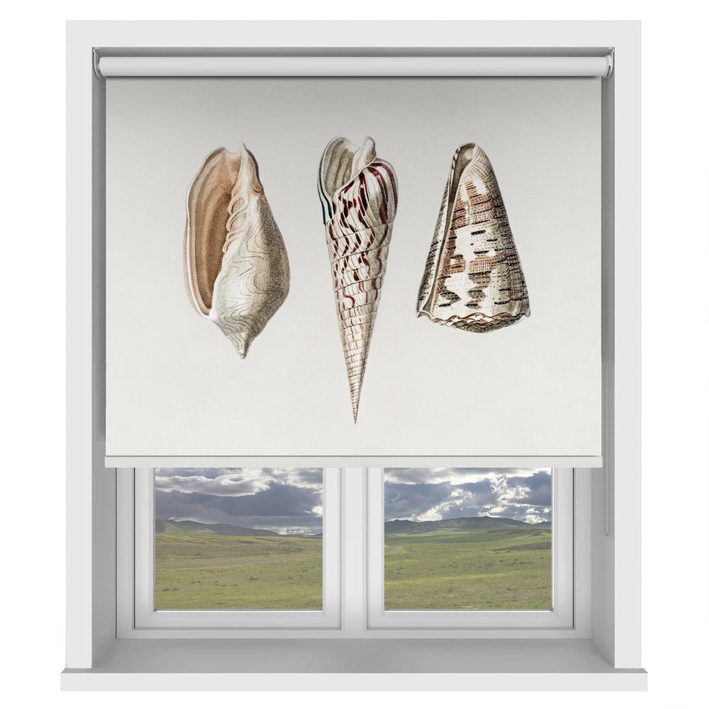 Three Mollusks Crop Printed Picture Photo Roller Blind - 1X2664331 - Art Fever - Art Fever