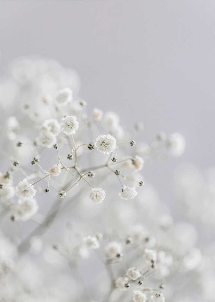 White Breath Flowers Canvas Print Wall Art 1X3108837 - ART FEVER - Art Fever