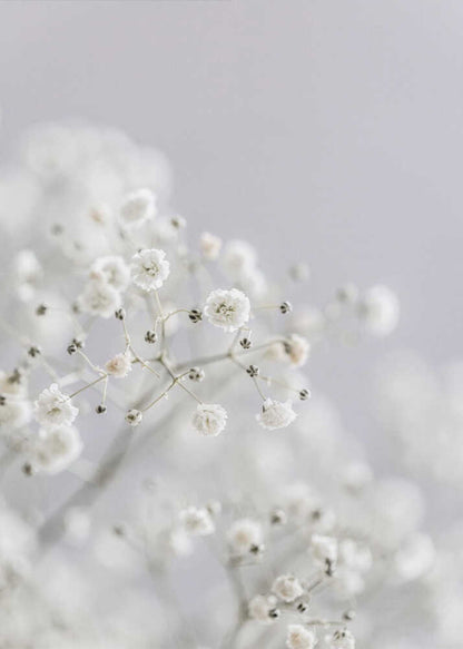 White Breath Flowers Canvas Print Wall Art 1X3108837 - ART FEVER - Art Fever