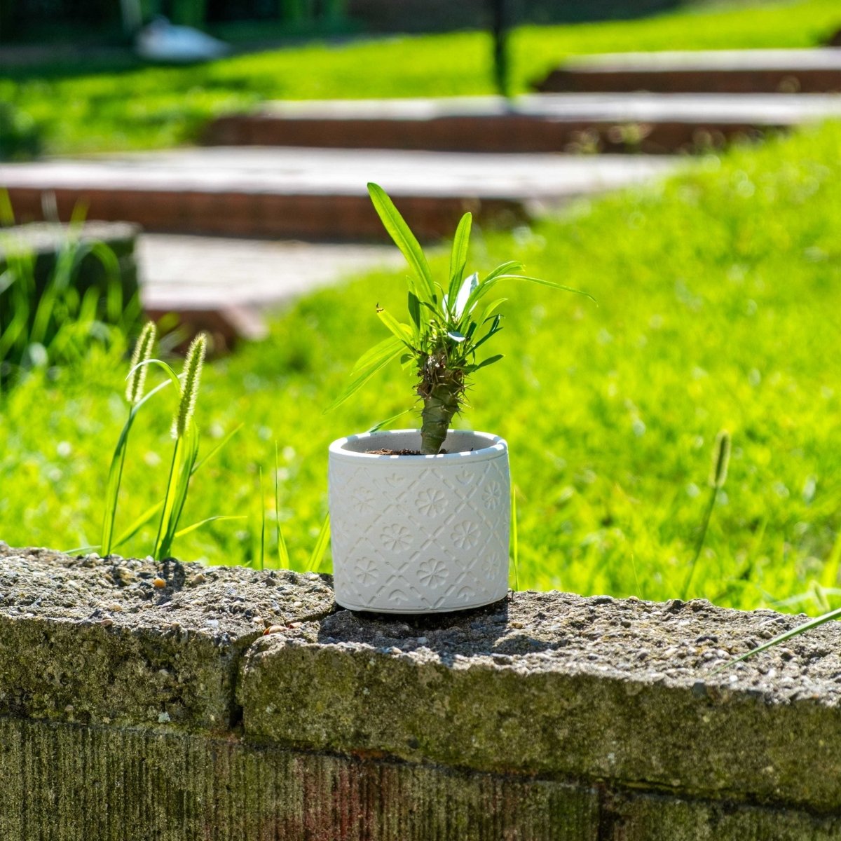 WHITE CONCRETE RADUS POT - Gloria Home - Art Fever