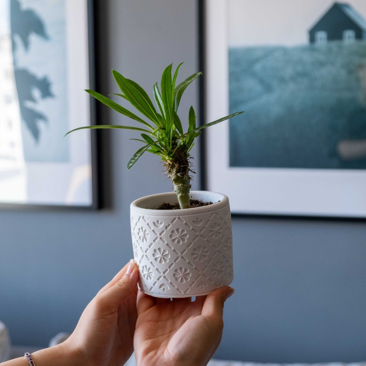 WHITE CONCRETE RADUS POT - Gloria Home - Art Fever