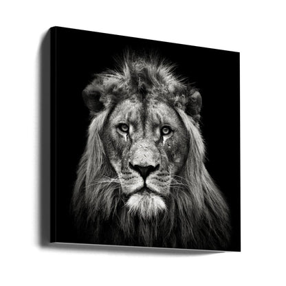 Young Male Lion Black & White Animal Photography Canvas Print Picture Wall Art - 1X1653719 - Art Fever - Art Fever