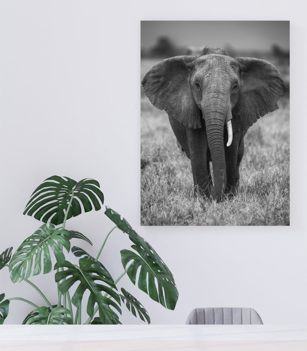 African Elephant Monochrome Canvas Print Wall Art - 1X1205288 - Art Fever - Art Fever