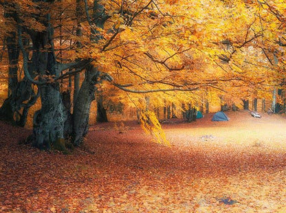 Autumn woodland scene Printed Picture Photo Roller Blind - RB668 - Art Fever - Art Fever