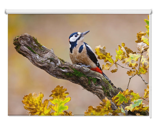 Autumn Woodpecker Printed Photo Roller Blind - 1X1154364 - Art Fever - Art Fever