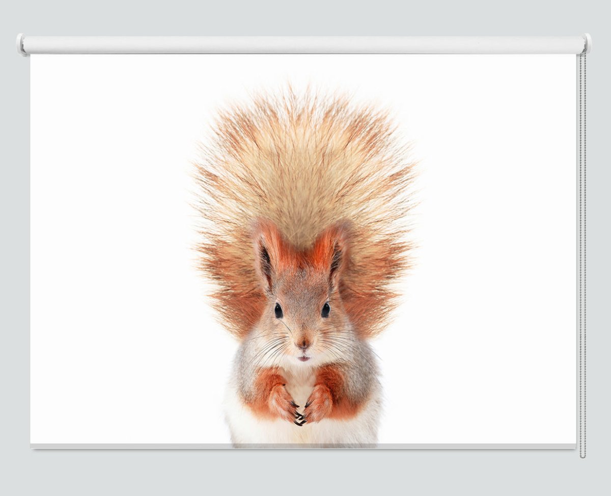 Baby Squirrel Peeking Animal Printed Picture Photo Roller Blind - 1X2402465 - Art Fever - Art Fever