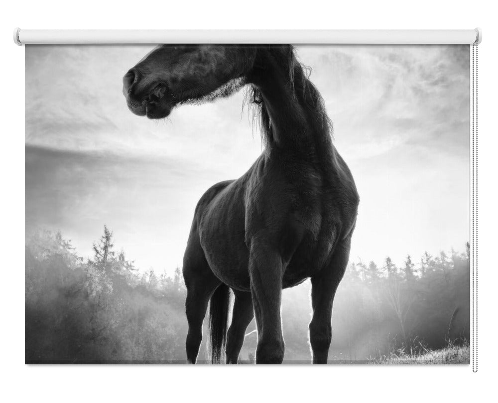 Backlight horsePrinted Picture Photo Roller Blind - 1X2198493 - Pictufy - Art Fever