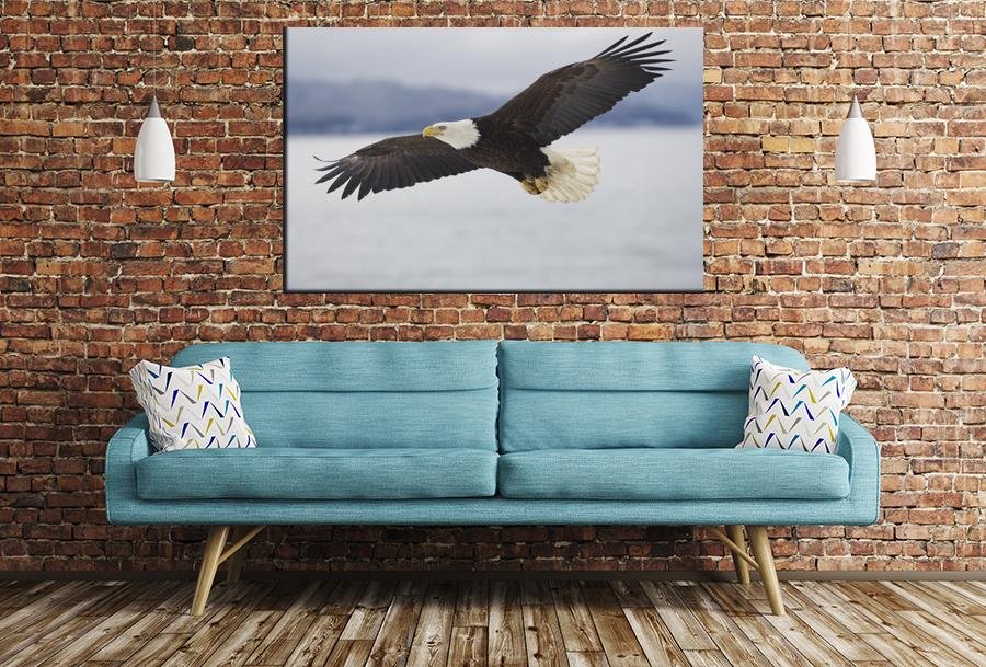 Bald Eagle Image Image Printed Onto A Single Panel Canvas - SPC139 - Art Fever - Art Fever