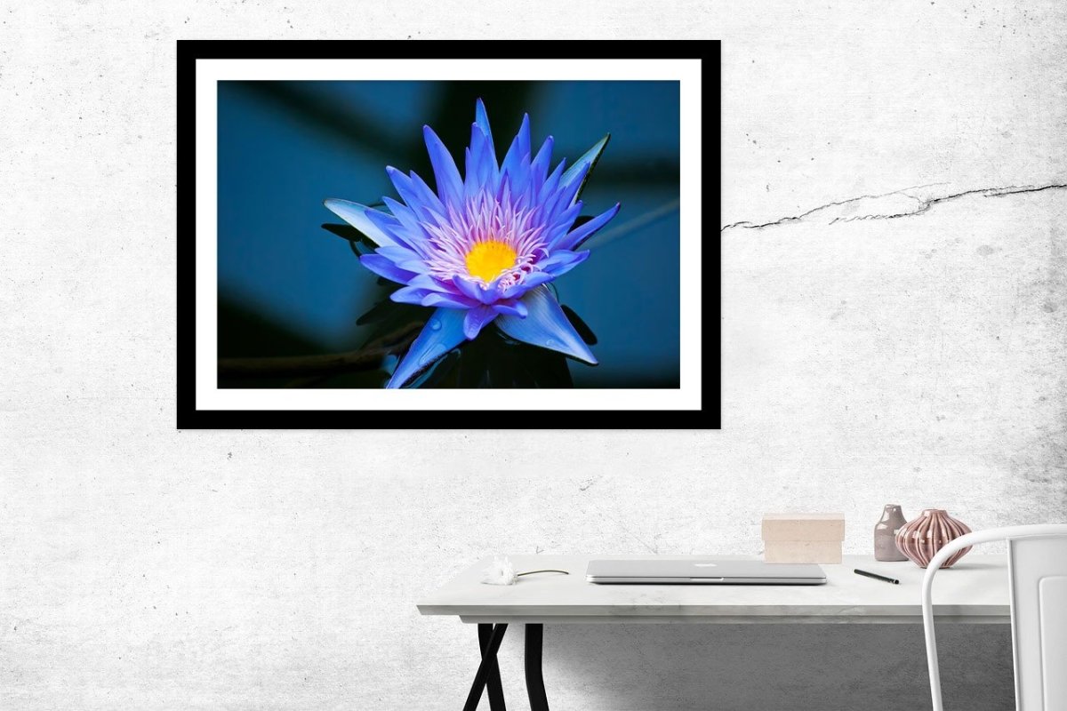 Beautiful Blue Water Lily In Kew Gardens London Framed Mounted Print Picture - FP12 - Art Fever - Art Fever