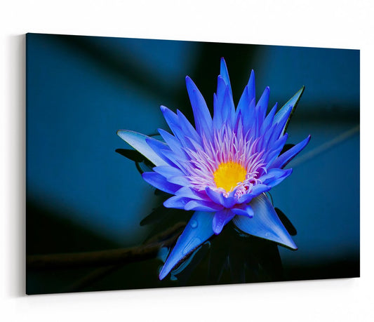Beautiful Blue Water Lily In Kew Gardens London Printed Canvas Print Picture - SPC214 - Art Fever - Art Fever