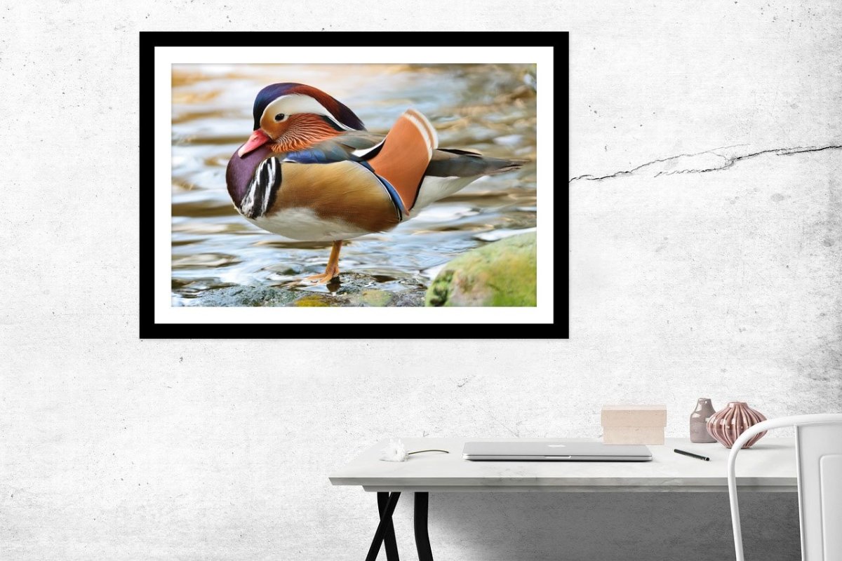 Beautiful Male Duck, Mandarin Duck Framed Mounted Print Picture - FP66 - Art Fever - Art Fever