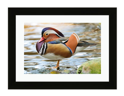 Beautiful Male Duck, Mandarin Duck Framed Mounted Print Picture - FP66 - Art Fever - Art Fever