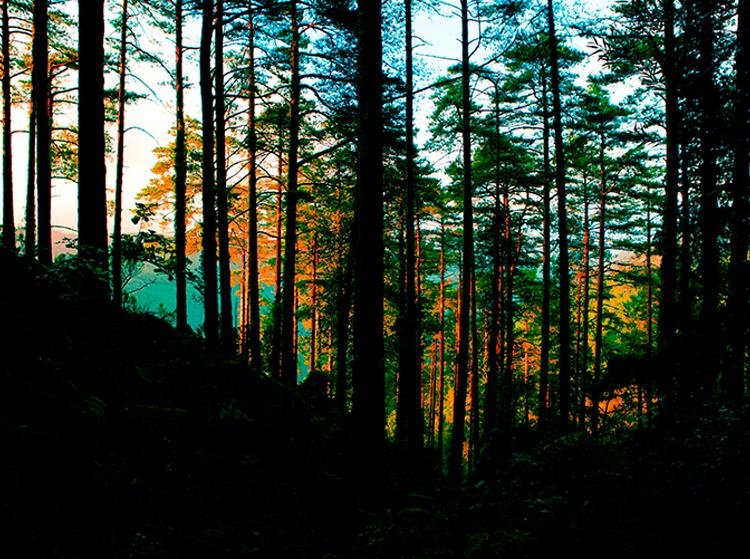Beautiful woodland landscape Printed Picture Photo Roller Blind - RB670 - Art Fever - Art Fever