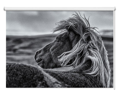 Black & White Horse Glance Back Printed Picture Photo Roller Blind - 1X1746781 - Pictufy - Art Fever