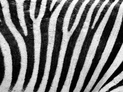 Black & White Zebra Stripes Animal Print Printed Picture Photo Roller Blind - RB676 - Art Fever - Art Fever