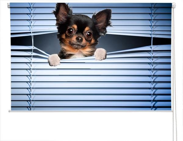 Chihuahua Peeking through the blind Printed Picture Photo Roller Blind - RB227 - Art Fever - Art Fever