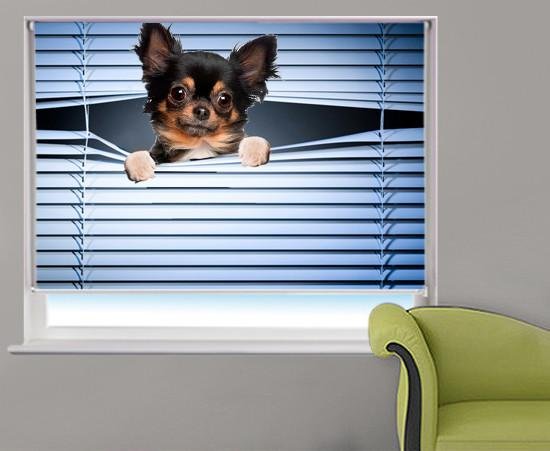 Chihuahua Peeking through the blind Printed Picture Photo Roller Blind - RB227 - Art Fever - Art Fever