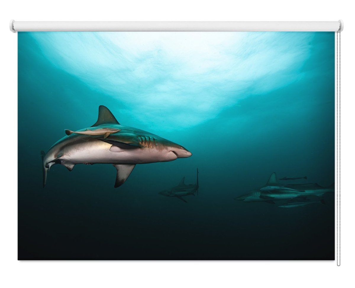 Circling Shark Printed Picture Photo Roller Blind - 1X1627760 - Art Fever - Art Fever