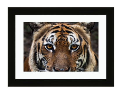 Close Up Tiger Framed Mounted Print Picture - FP65 - Art Fever - Art Fever