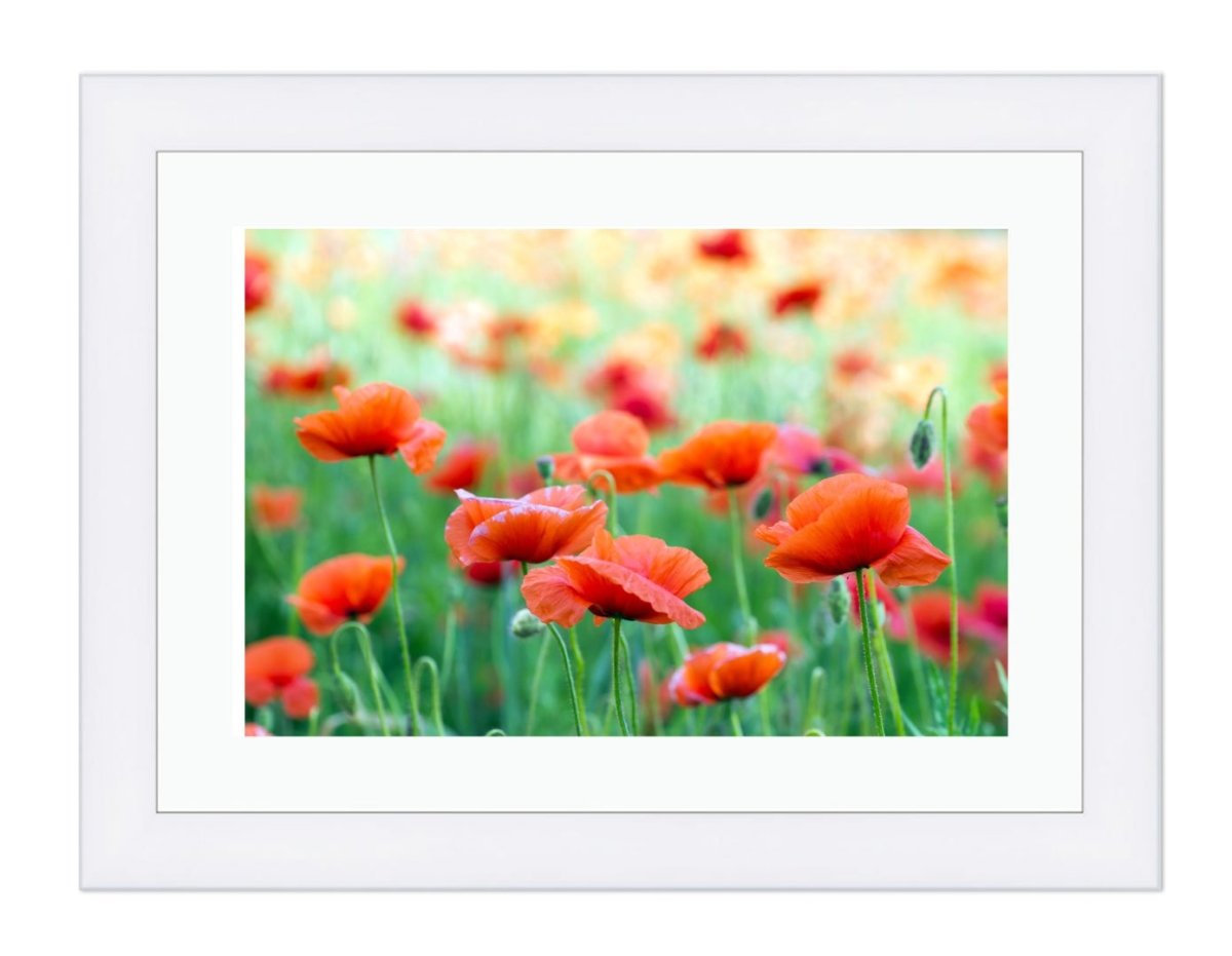 Closeup Of Red Poppy On Cereal Field Framed Mounted Print Picture - FP59 - Art Fever - Art Fever