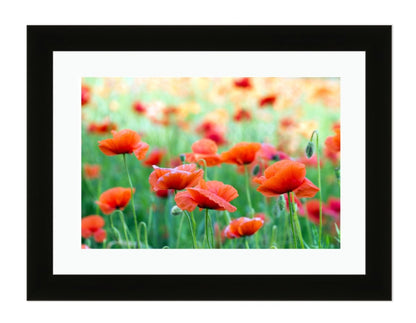 Closeup Of Red Poppy On Cereal Field Framed Mounted Print Picture - FP59 - Art Fever - Art Fever