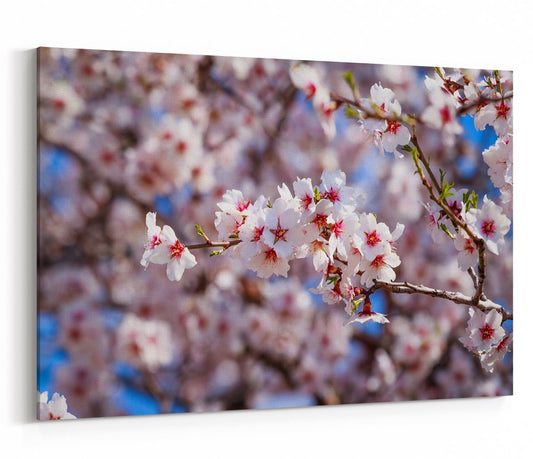 Cluster Of Pink Flowers Of Apricot Tree Against The Blue Sky Canvas Print Picture - SPC265 - Art Fever - Art Fever