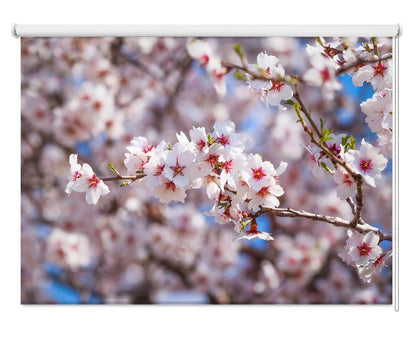 Cluster Of Pink Flowers Of Apricot Tree Printed Picture Photo Roller Blind - RB1086 - Art Fever - Art Fever