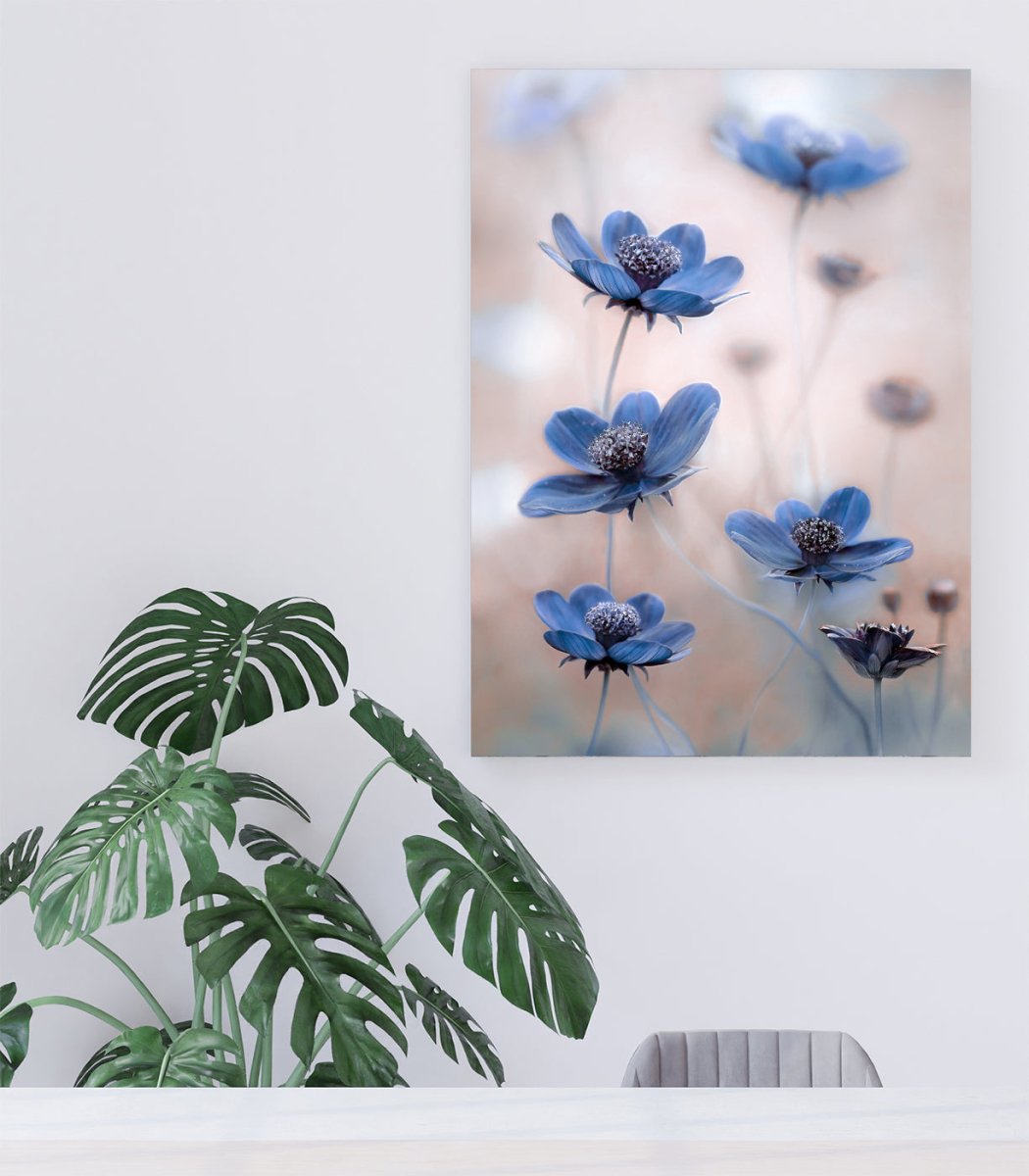 Cosmos blue Floral Close Up Canvas Print Wall Art - 1X861441 - Art Fever - Art Fever