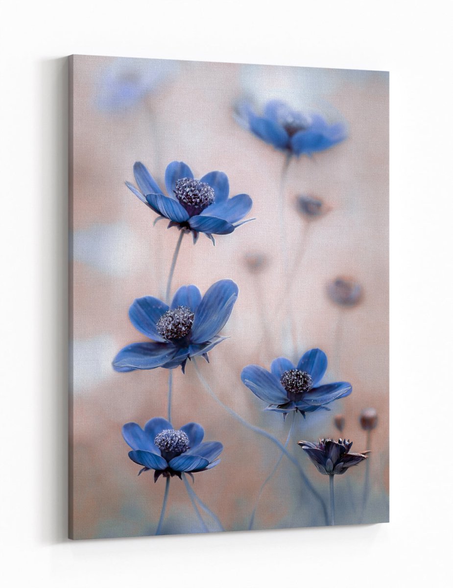 Cosmos blue Floral Close Up Canvas Print Wall Art - 1X861441 - Art Fever - Art Fever